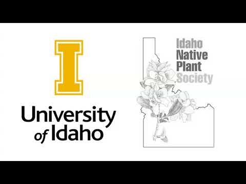 The Amazing Netleaf Hackberry by Richie Thaxton