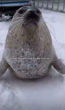 Wait, they don’t love you like I love you ! ❤️ #seal #cute