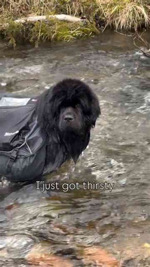 A Newfie finds water and instantly jumps in