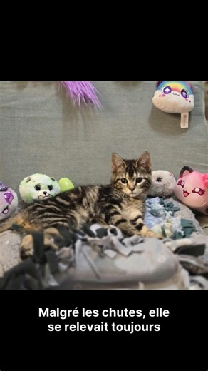 Incapable de marcher, ce chaton extraordinaire ne renonce jamais ❤️🐾@Miaou59 #Chat #Chaton