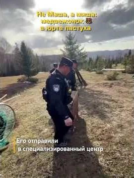 Медвежонок пролез в юрту пастуха, пообедал и попал в хорошие руки