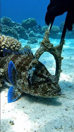 Camouflaged Reef Fish Gripped #fishkeeping #fishcapture #naturelover #fishinglife #fishing
