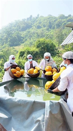 Papaya kumkumadi skin care oil 100% Natural product #skin #skincare #best #natural #msnaturalproducts