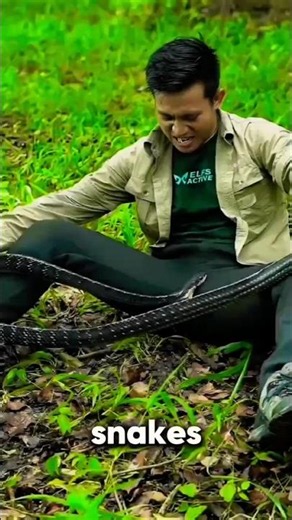 🐍 Baby Snakes: More Dangerous Than Adult Snakes? 🐍