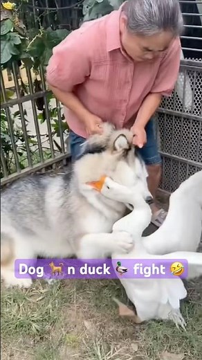 Dog vs Duck Unexpected Fight