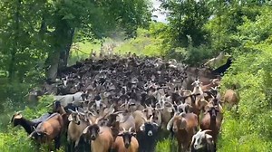 1.6K views | Giving the new herd of Spanish goats a fresh chunk of serious brush They look fantastic | Ellen Roman | Facebook