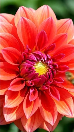 dahlia and honey bee | rooftop garden