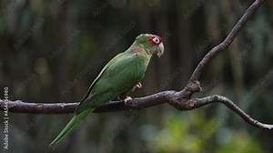 Red masked mitred parakeet, psittacara mitratus perching on tree branch, feeding on fresh fruit against dark forest woodland environment, 4K static shot.