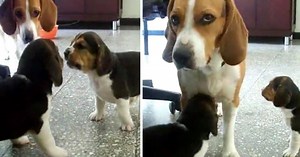Mama beagle sees her puppies fighting and ends it with one look
