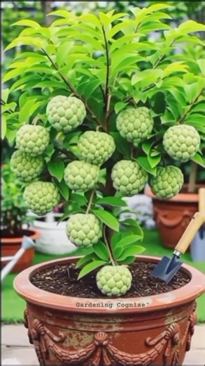 How to grow custard Apple plant #gardening #farming #plants