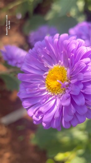 A More Beautiful Aster Flowers || Home Gardening | #flowers #youtubeshorts #trendingshorts #shorts