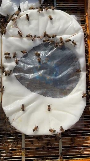 Super strong spring colony of overwintered honey bees feeding on fondant