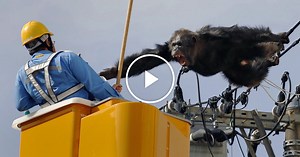 Escaped Chimpanzee Captured in Japan