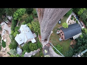 Big dead tree removal