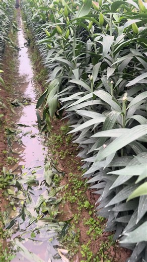 Ai cần hoa ly bán tết qua tớ chợ hoa mê linh hn #hoalytet #xuhuongtiktok #xuhuong #hoahongmelinhtuhuyen 961….00..3319