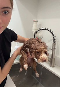Coco’s Bath Day: Step-by-Step Dog Bathing & Detangling Routine
