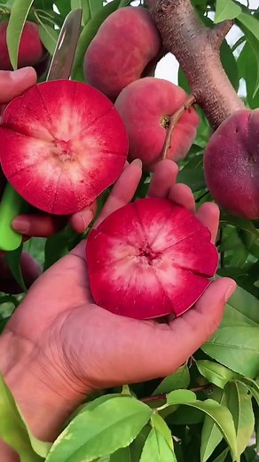 Cutting Fresh Peaches in a Beautiful Orchard