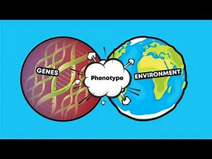What is Phenotype ?