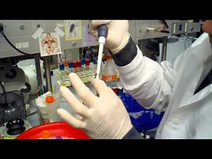 electroporation the actual transformation - performed a second time