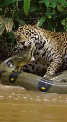 😳 Parecía que la anaconda dominaba… hasta que todo cambió