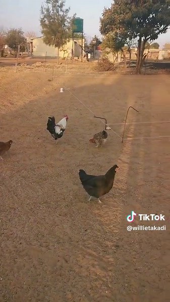 Building cattle kraal..