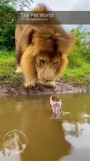 🦁🐍🤣 Lion Gets Surprised by Python in the Jungle! | Hyper-Realistic 4K Wildlife Scene #Shorts