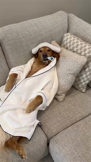 43M views · 37K reactions | Did you know you can save on pet medications using GoodRx? | GoodRx | Facebook