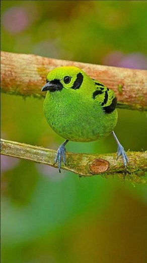 Colorful Morning Birds Singing at Sunrise , Early Morning Bird Sounds, Peaceful Nature Ambience