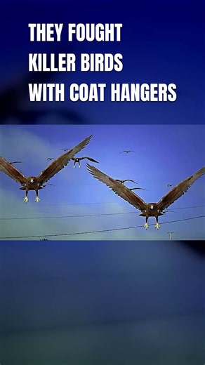 They Fought Killer Birds With Coat Hangers | Birdemic: Shock and Terror (2010)