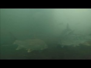 UNDER WATER GOPRO VIDEO OF BROOKVILLE LAKE SPILLWAY AND TAILWATER