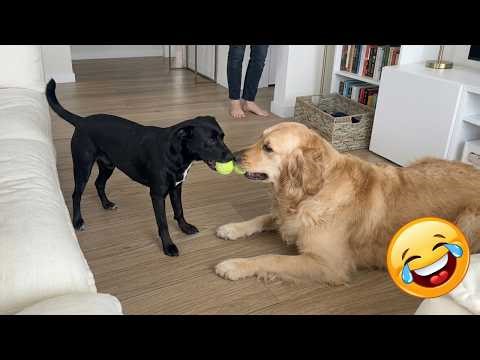 Best Funny Cat and Dog Fails #7 | Try Not To Laugh 2026