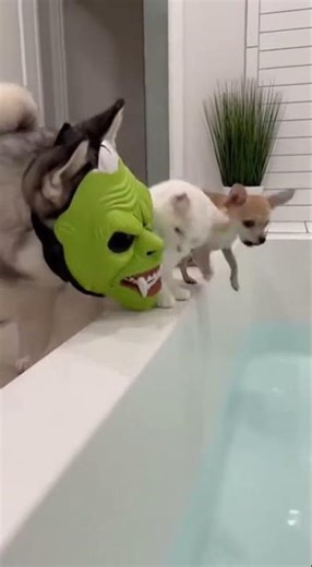 🐱🐶 Calm Mode OFF 💥 Husky Hulk Mask Prank Goes WRONG!