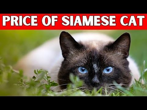 Price of Siamese Cat | How Much is a Siamese Cat?