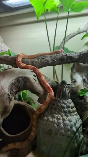 Corn Snake: Stunning Colors, Gentle Nature & Why They’re Beloved by Reptile Enthusiasts