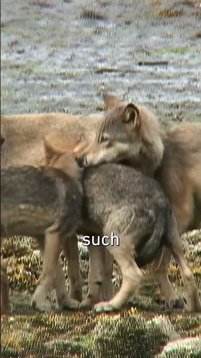 How Glaciers Created the World's Rarest Wolf Population #wolves #documentary #nature