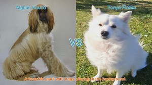 Comparing Afghan Hounds and Tonya Finosus: A Comprehensive Guide
