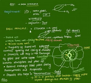 Focus the slide under a microscope. 8. Observe carefully and dr... | Filo