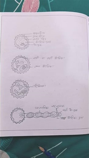 Class - 12th ✨ Biology practical 🔥💯