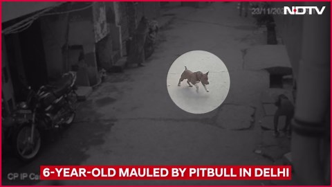 Delhi News | Delhi Horror: 6-Year-Old’s Ear Bitten Off By Pitbull, Dog Owner Arrested