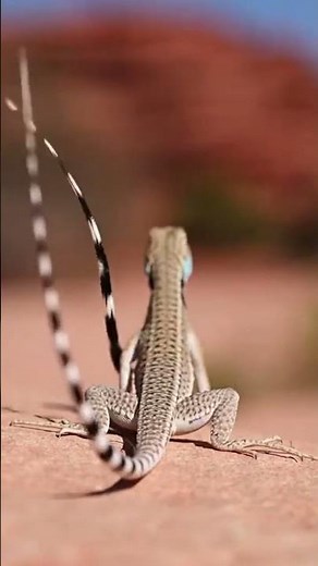 Uncover the secrets of the incredible zebra-tailed lizard's desert life 🌵