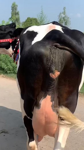 #hfcow #cowforsale #cows #jerseycow #BiggestCow #animals #dairyfarm #farming #cowfarm#shorts#shortsvideo#dairycowtv#viralshorts | cow tv