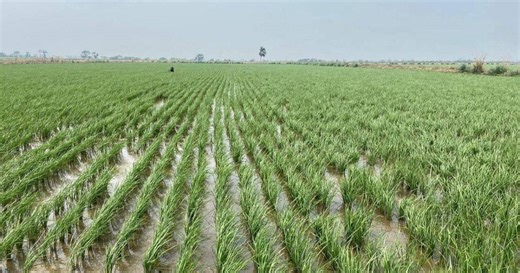 Se ha perdido el 66% de la producción de arroz en Honduras