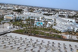 Plantes: Madagascar Palm: Soins et propagation - est-ce toxique? | 2025