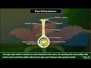 Fertilisation in flowers