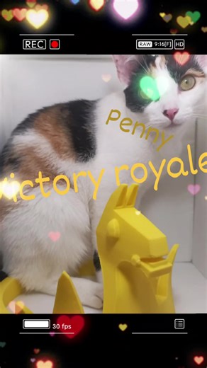 Meet Penny! She earned the Victory royale crown... but wearing it? That's a hard no. Mabye you want one? Contact me in DM!! Penny: 1 – Cosplay accessories: 0 Still, we bow to Her Fluffy Highness. --- #QueenPenny #FortniteVictory #CatCrown #3DPrintedProp #CosplayCat #RoyalFluff #NotTodayHuman #TooFabToWearIt #FelineRoyalty #3DBakeryMagic #FunnyCatMoments #GamingPet #LazyQueenVibes #PLAprint #PrintYourThrone #CatsofInstagram #GeekyPets #PetHumor #CrownRejected #StylishFurball #PetReelFun #3DBakery