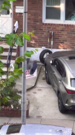 Raven Gurgling croak#Loud Raven Sound￼