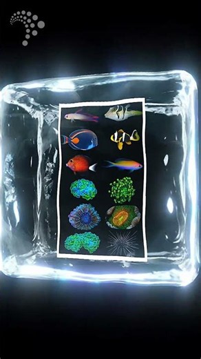 If you could add one marine species to your aquarium tomorrow, what would it be?