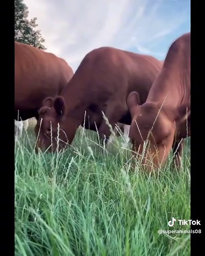 Angus Cows: Understanding Boi de Cortes Farming Practices