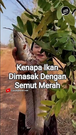 Semut Merah Dimasak Dengan Ikan Gabus #jarangmandi #faktaunik #kuliner #food #semut