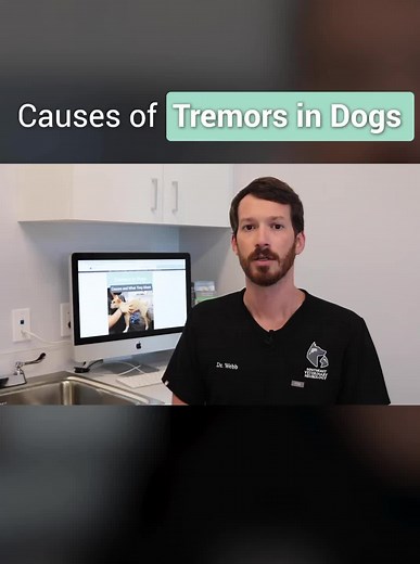 A Review of Tremors in Dogs: Causes and What They Mean #vetmed #veterinaryneurology #dogtremors #tremors #veterinarymedicine | Southeast Veterinary Neurology
